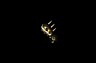 arm042.gif